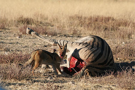 Etosha