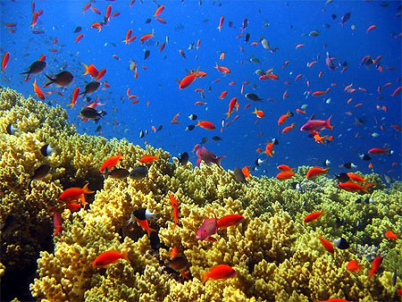 Aquarium g�ant