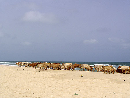 Z�bus sur la plage