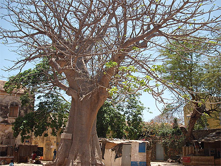Baobab sur la place du march�