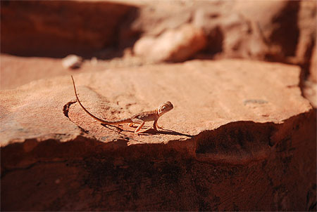 Gecko