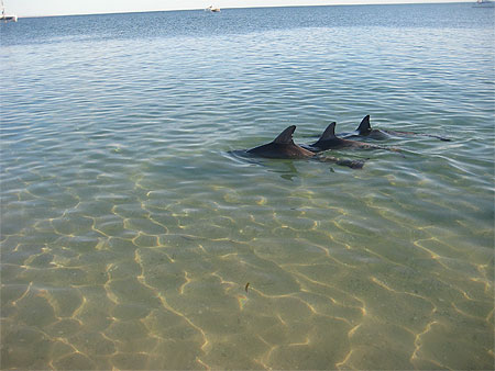 Dolphins at Monkey Mia