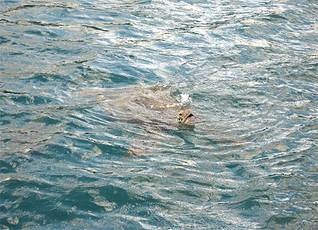 Turtle 