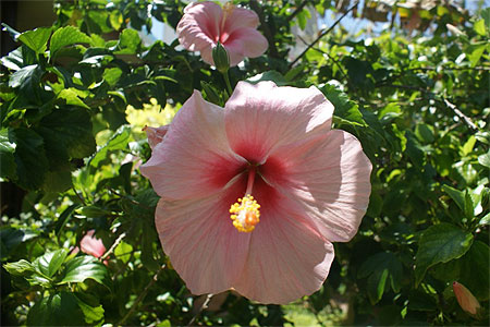 Hibiscus