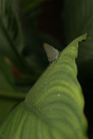 Pause Papillon