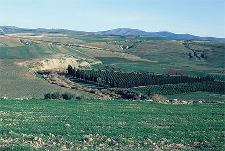 Orangeraie