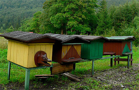 L'abeille dans la gueule du loup