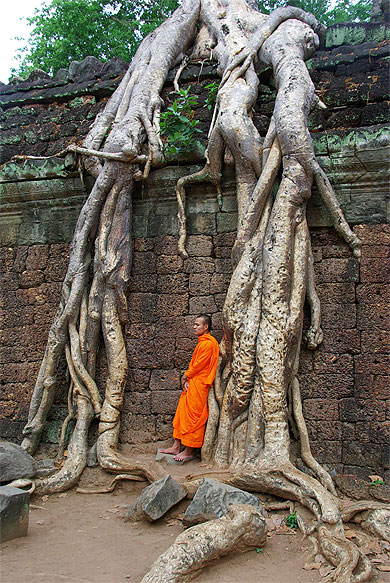 Moine pensif de Angkor