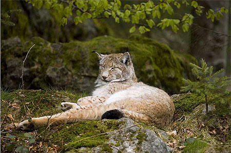 Bonne sieste