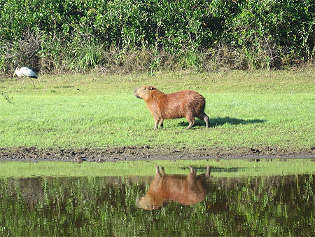 Capibara au Pantanal