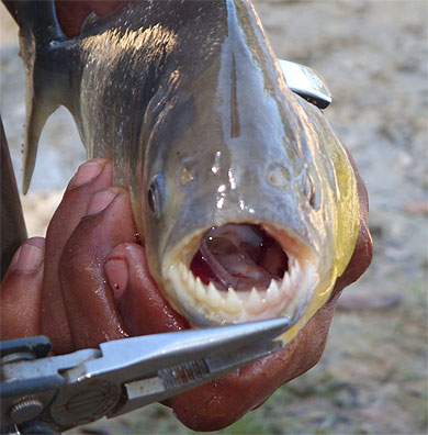 Piranha