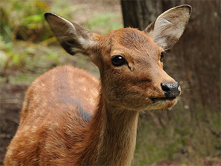 Daims de Nara