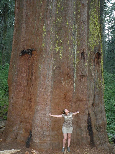 Giant Sequoia