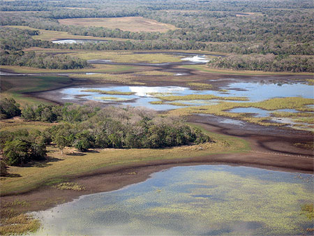 Paysage de la r�gion du Rio Negro