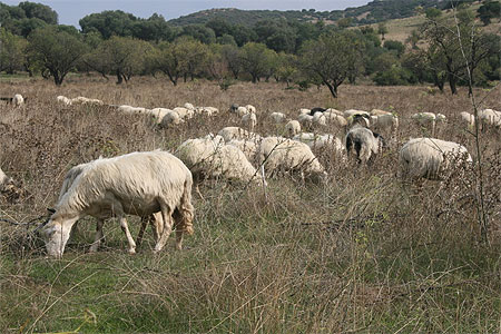 Troupeau de brebis