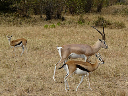 Gazelle de Grant et gazelle de Thompson