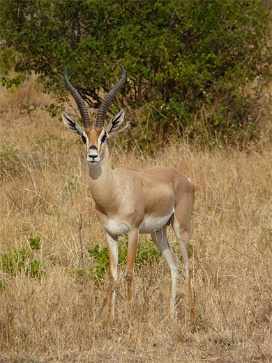 Gazelle de Grant