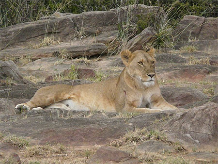 Lionne