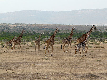 Girafes