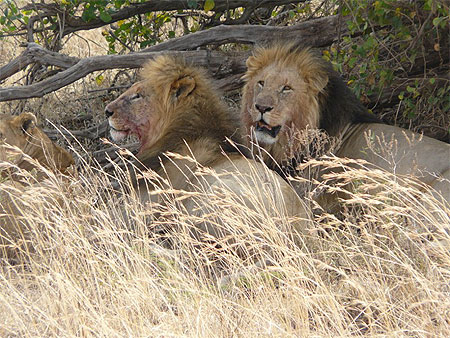 Lions tout juste repus