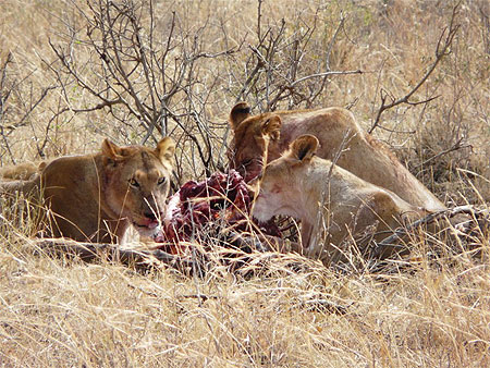 Lionnes autour de leur repas