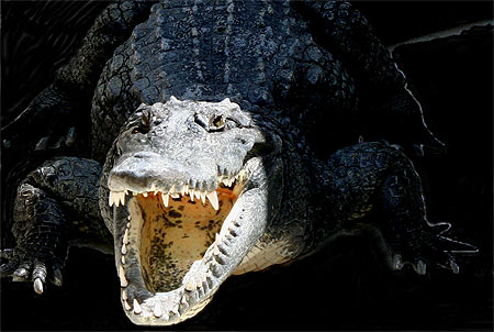 Croco du Nil r�gulation de temp�rature