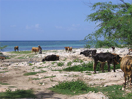 Habitant et son b�tail, Anse-A-Galets, La Gonave