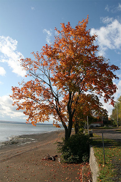 Ile d'Orl�ans