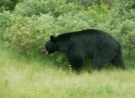 Black Bear...