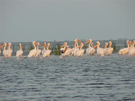 Delta du danube