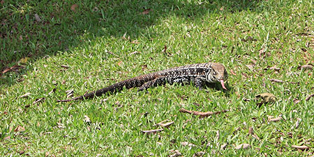 Iguane