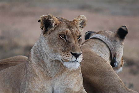Lionnes