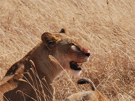 Lionne mangeant