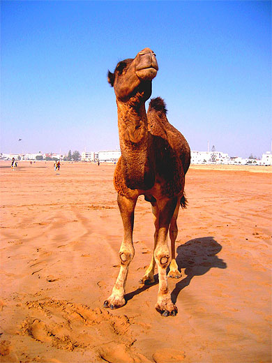 Essaouira et ses balades � dos de dromadaire