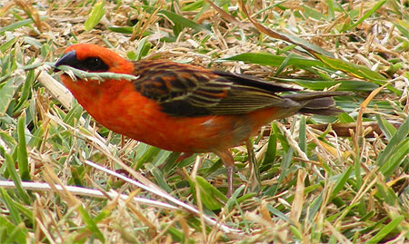 Un cardinal