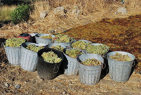 Raisins s�chant au soleil
