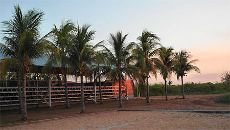 Coroat�, plantation d'acerolas
