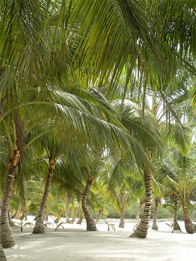 Ile de Saona