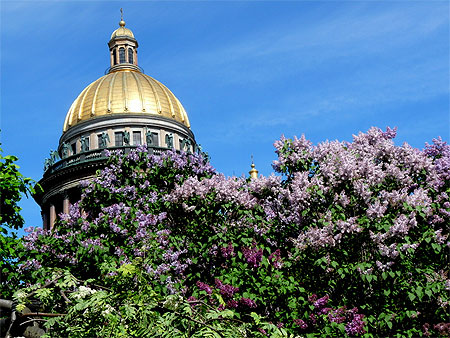Les lilas � l'assaut de Saint Isaac