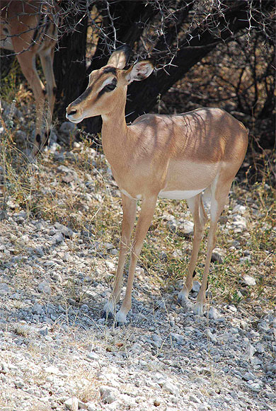 Impala