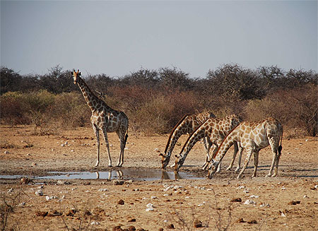 Girafes