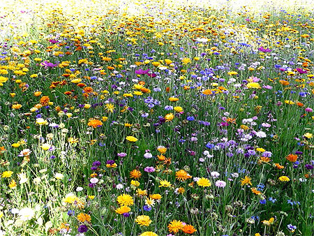 Fleurs � Valen�ay