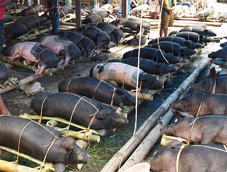 Cochons � vendre