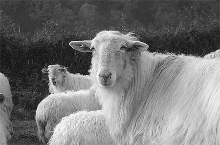 Brebis au d�tour d'un chemin au Pays Basque, pr�s d'Arneguy
