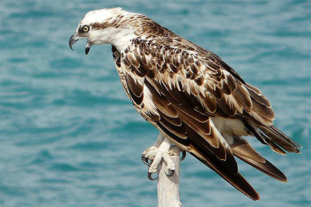 Aigle � Obock