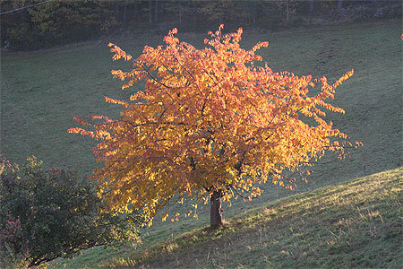 Octobre d'or