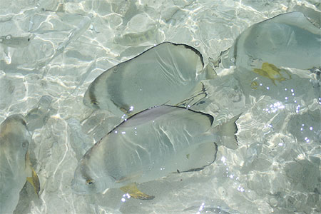 Dans le lagon de l'�le grande soeur