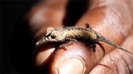 Brookesia