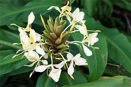 Flore malgache
