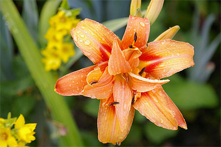 Lys orange � Callander